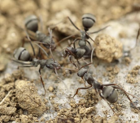 rose pest control rose pest control