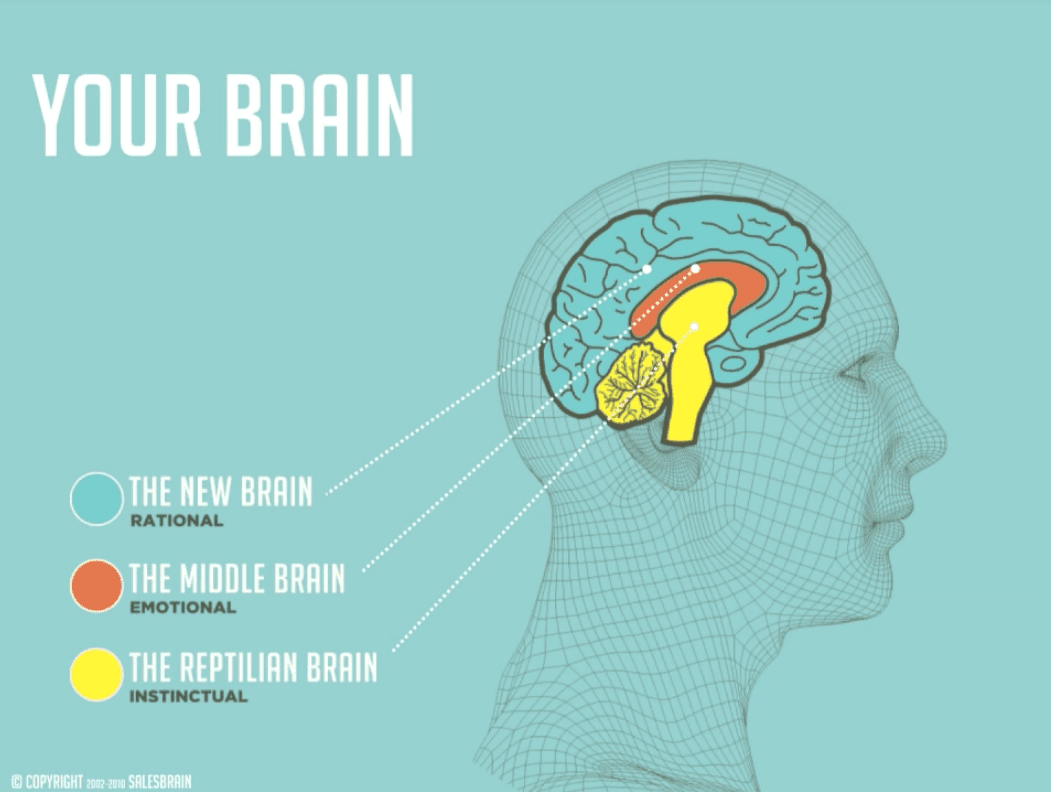 Brains talks. Неокортекс лимбическая система и рептильный мозг. Строение мозга неокортекс. Эмоциональный интеллект и неокортекс. Нейромаркетинг: визуализация эмоций.